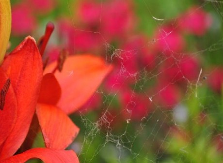 Web of a Banded Garden Spider on an Asiatic Lily