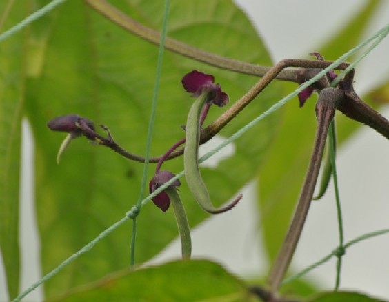 Beans2