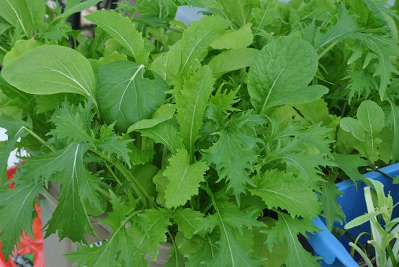 Lettuce batch 2