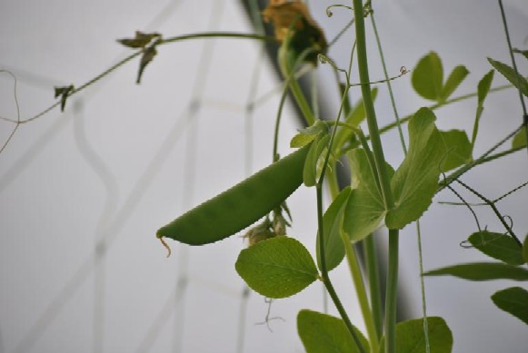Peas