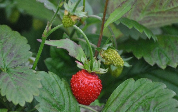 Perfect Strawberry2