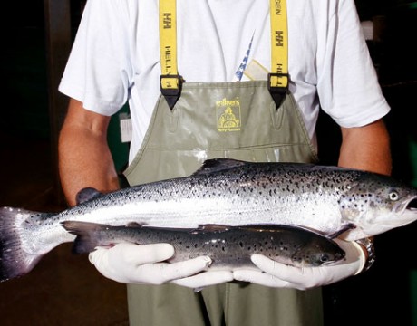 salmon-460x360