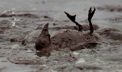 Thanks BP! (We're unlikely to see a cameo from this little guy in BP's slick new ads.)