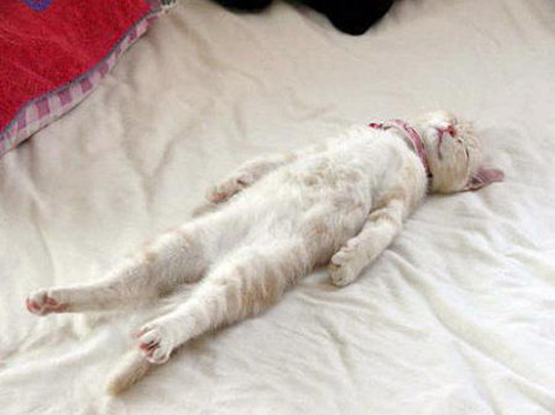 awkward_sleeping_positions_of_cats_21