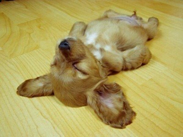 pet_pic_dog1_36