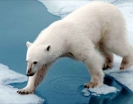 _50429048_z927144-polar_bear-spl