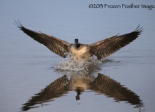 Canada Goose Landing, ©2013 Frozen Feather Images