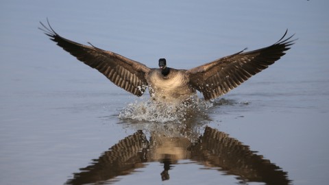 Canada Goose Landing, ©2013 Frozen Feather Images