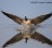 Canada Goose Landing, ©2013 Frozen Feather Images