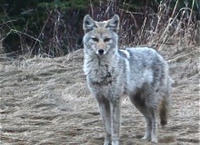 coyote2