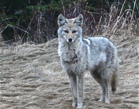 coyote2