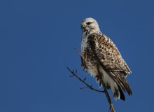 hawk