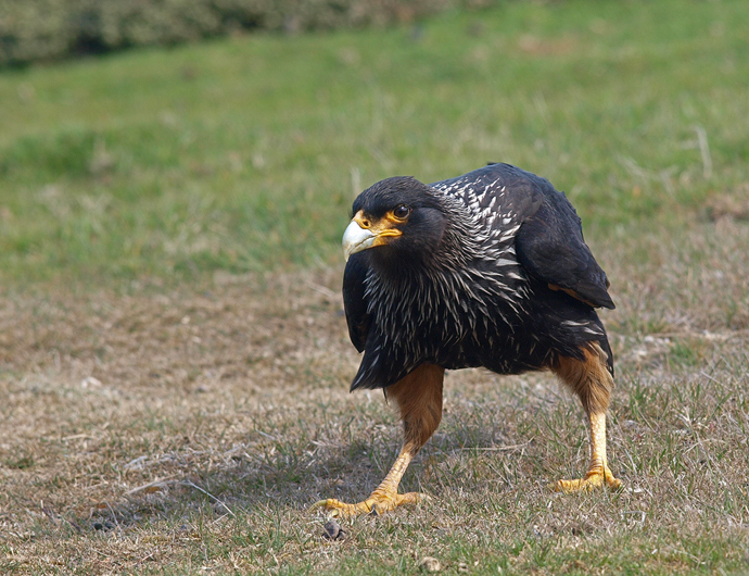 Bird of the Week Striated Caracara The Mudflats Interesting