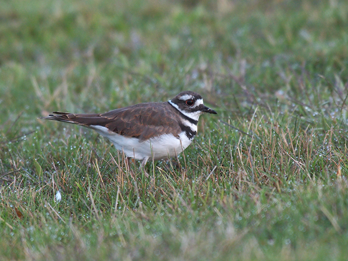 Bird of the Week Killdeer The Mudflats Interesting Things From