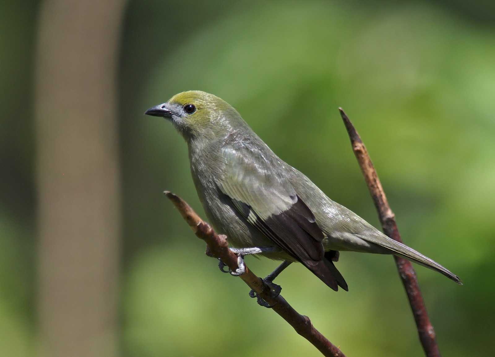 Return of Bird of the Week Palm Tanager The Mudflats Interesting